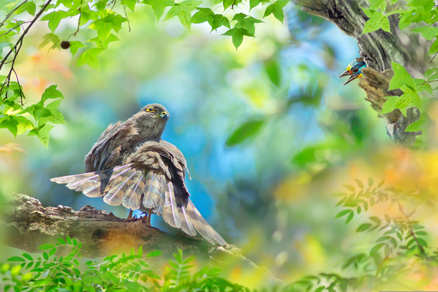 ～ Besra in front of my house ～, автор — FuYi Chen на 500px.com