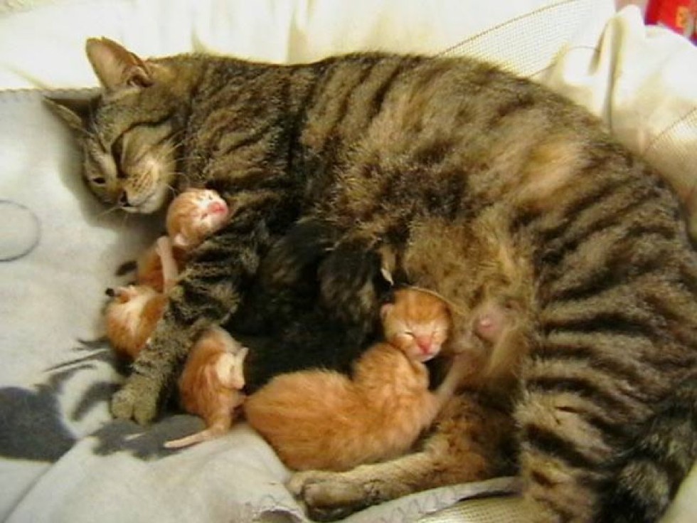 Кошка с новорожденными котятами фото