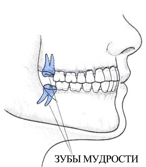 У человека вместе с зубами мудрости