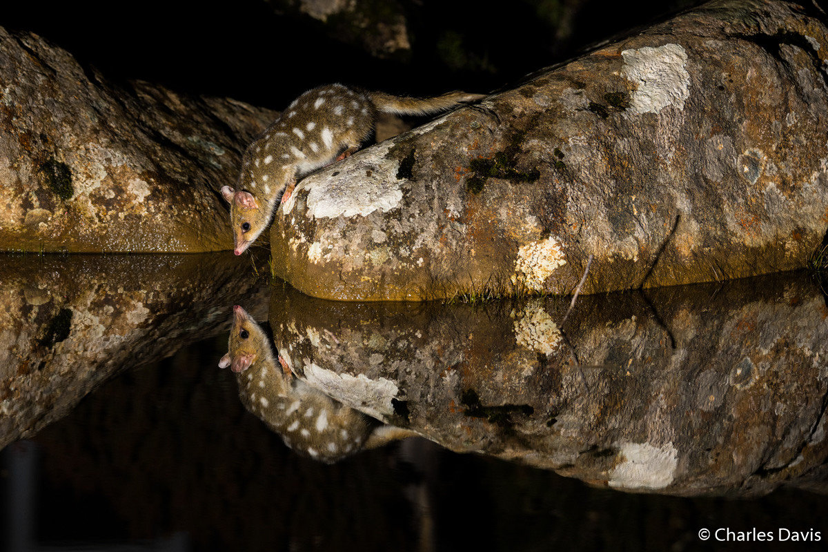 Победители Australian Geographic Nature Photographer of the Year 2019