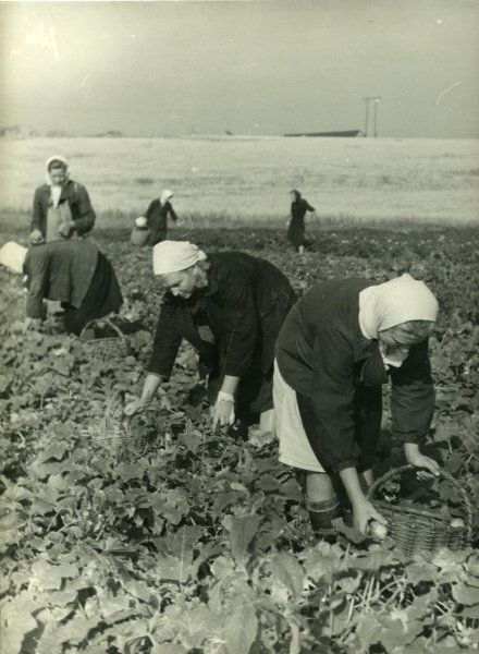 Урожай огурцов. С. Панютин, 1950-е, МАММ/МДФ.