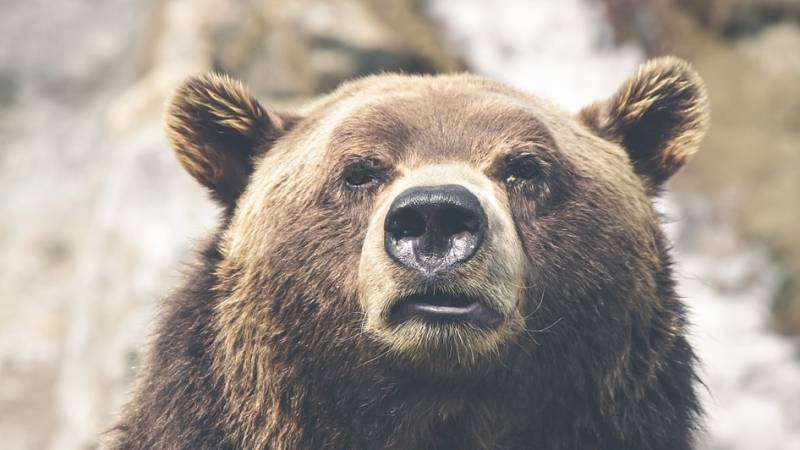 Нашествие медведей-шатунов и выплаты за COVID-19: главные новости регионов РФ