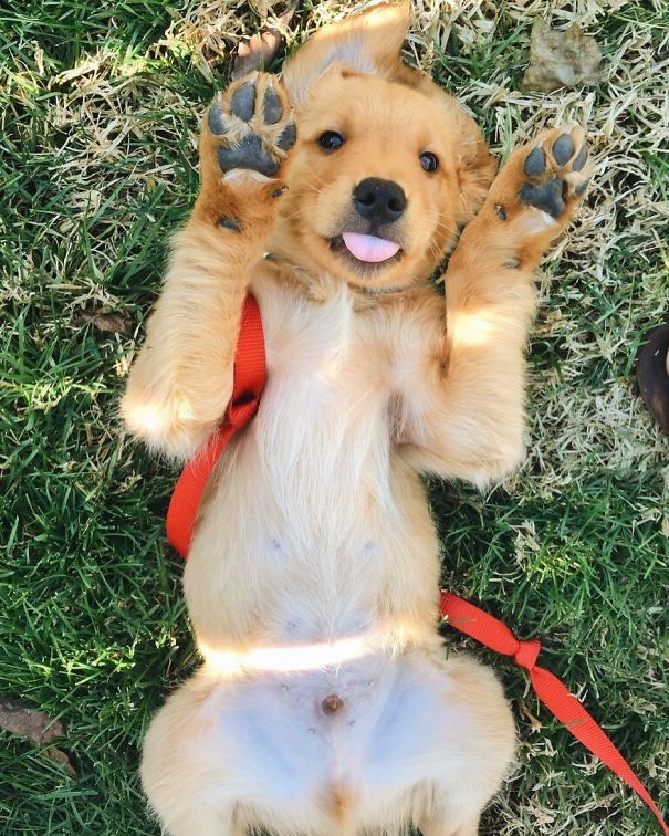 Paws In The Air Like I Just Don