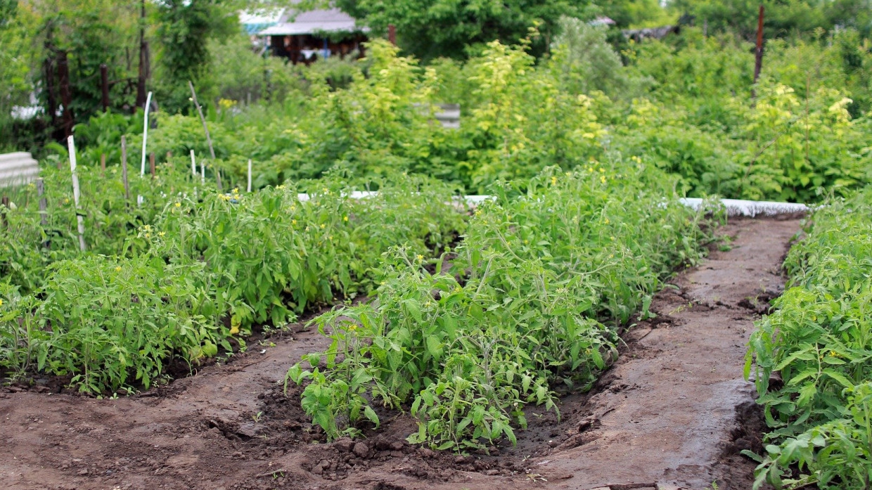 Агроном Воробьев рассказал, как спасти растения от жары