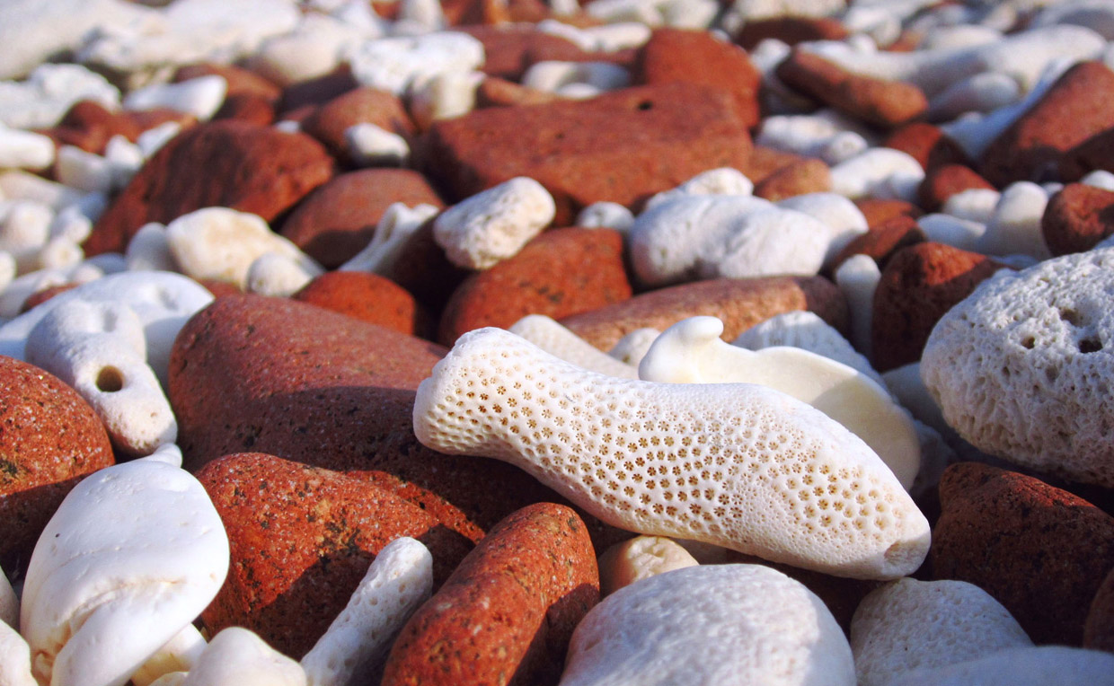 Путешествие на остров Сокотра Путешествие на остров Сокотра природа,Путешествия,фото