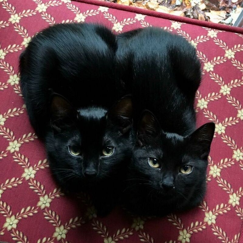 15 кошек, которые свернулись в маленькие пушистые комочки счастья 15 кошек, которые свернулись в маленькие пушистые комочки счастья ктото, кошки, сидеть, такие, каждой, дыра Вот, местечко Черная, уютное, нашла, очарователен Кошка, снизу, смотрителя Вид, примет, кота Два, черного, боится, мыслями Ктото, собраться, месте Пытается, любом