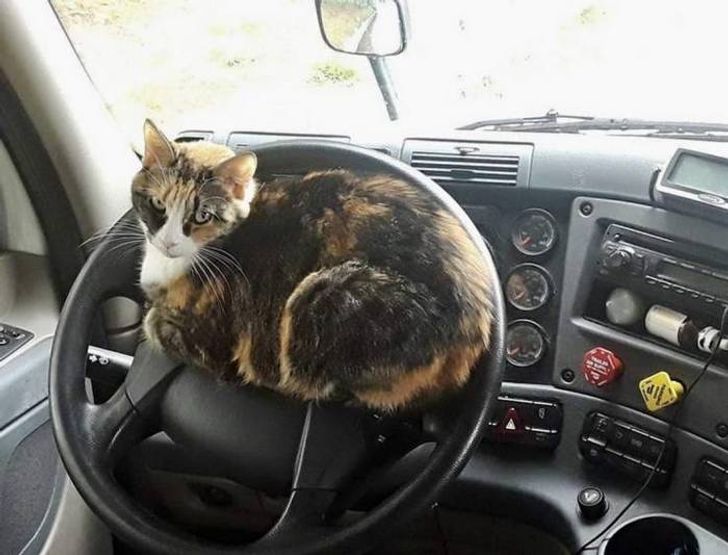 трехцветная кошка сидит на руле в автомобиле