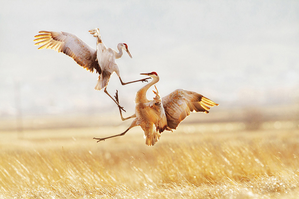 Победители птичьего 
конкурса Audubon 
Photography Awards 
2015