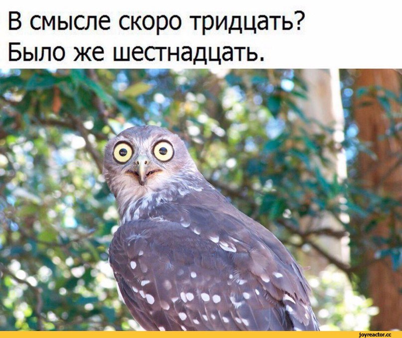 Смешные картинки с совой и надписями :: Ds-kichibuhino.ru