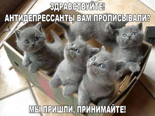 Забавный котопозитив