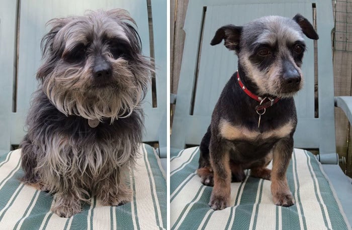 My Friend Gave His Dog A Haircut