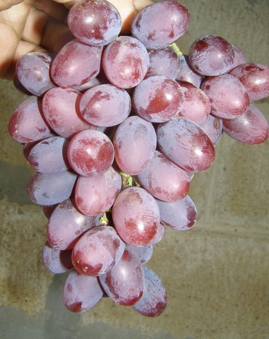 лучшие кишмишные сорта винограда