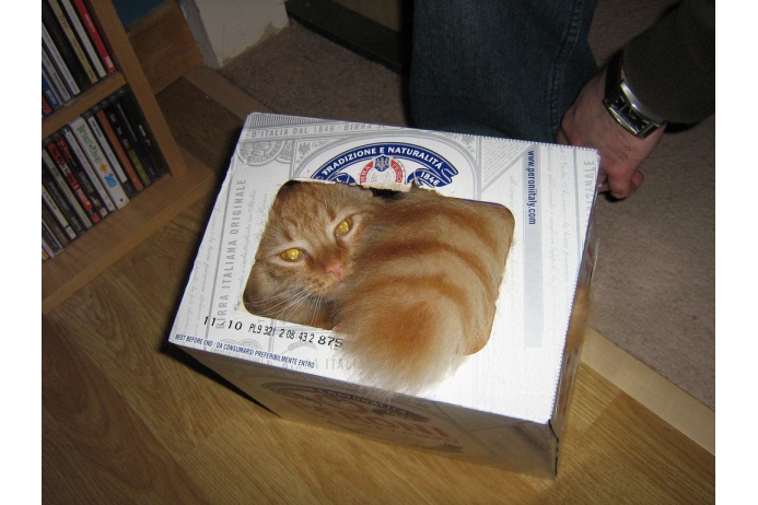 Кошки обожают залезать в шкафы, сумки и картонные коробки. До недавнего времени считалось, что любовь к игре в прятки объясняется природной любознательностью