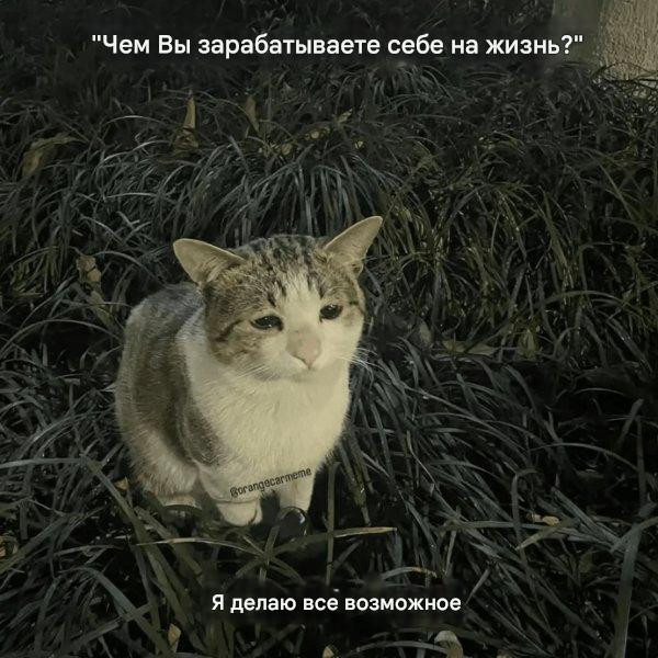 Котомемы для настроения 
