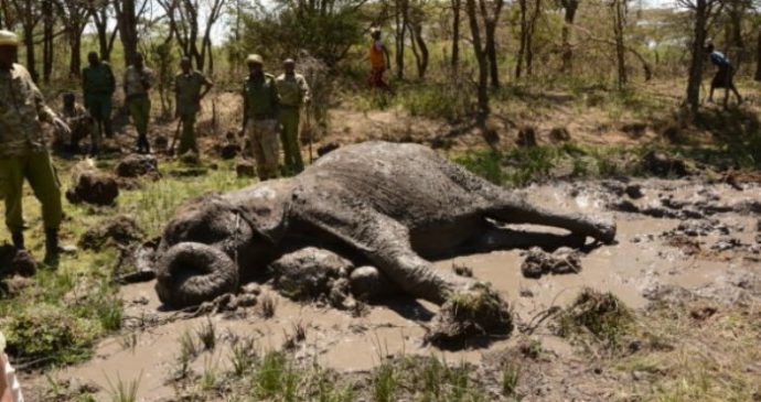 2-elephant-mother-and-her-grieving-children