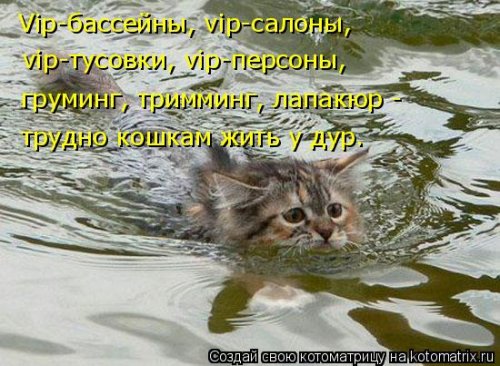 Котоматрица для всех позитив