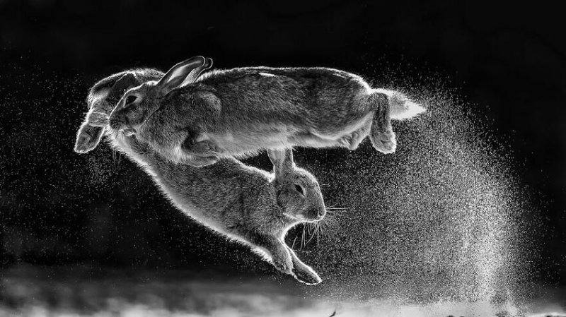 2. Снимок под названием "Прыжок", фотограф - Csaba Daroczi
