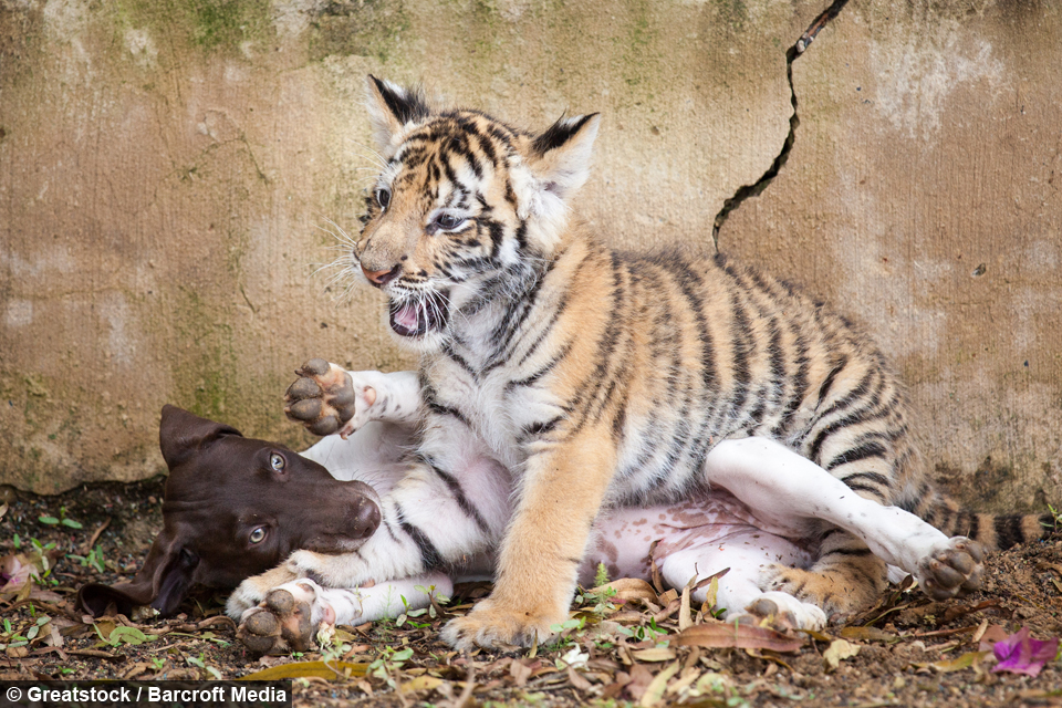 tiger-cub-puppy-friendship-2
