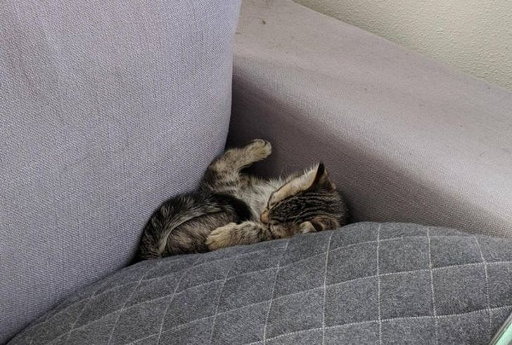 котенок спит на кресле