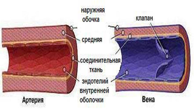 ÐšÐ°Ñ€Ñ‚Ð¸Ð½ÐºÐ¸ Ð¿Ð¾ Ð·Ð°Ð¿Ñ€Ð¾ÑÑƒ Ð²ÐµÐ½Ð¾Ð·Ð½Ð°Ñ Ð¸ Ð°Ñ€Ñ‚ÐµÑ€Ð¸Ð°Ð»ÑŒÐ½Ð°Ñ ÐºÑ€Ð¾Ð²ÑŒ