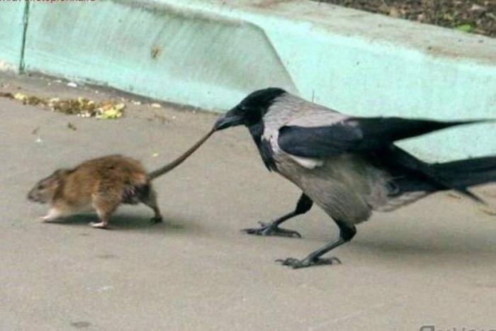 Подборка забавных картинок и смешных фото с надписями из сети Подборка забавных картинок и смешных фото с надписями из сети картинки с надписями,прикольные картинки,смешные комментарии,шикарные фотографии