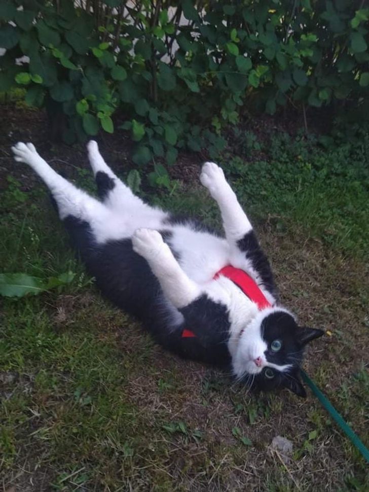черно-белый кот лежит на земле