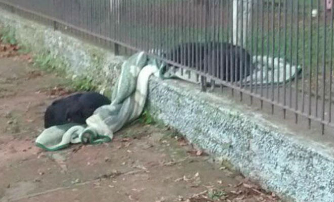 Собака утащила одеяло на улицу. Хозяйка проследила за ней и увидела, что питомец помогает бездомным животным