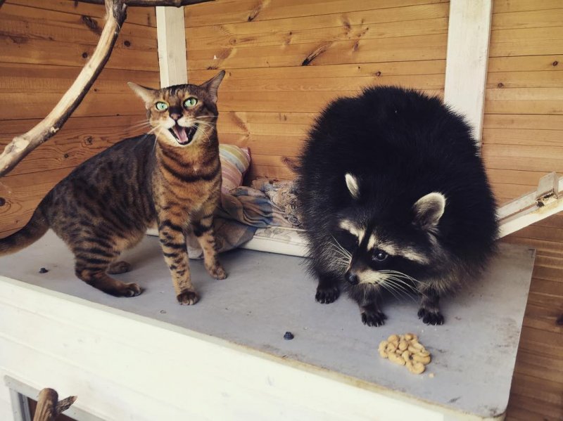 Каждое фото этого домашнего енота можно разбирать на мемы instagram, домашний енот, енот