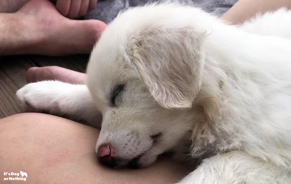 Great Pyrenees | It's Dog or Nothing