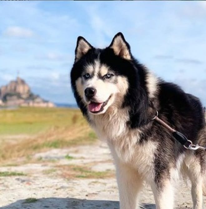 Пес на поводке