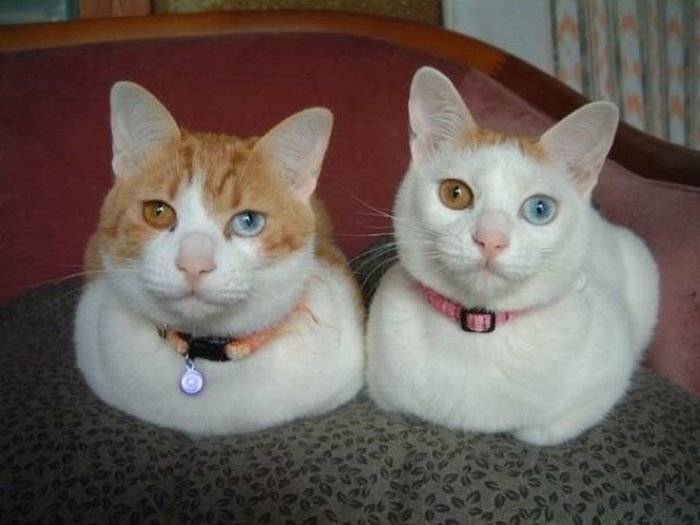 Кошачий фотопозитив коты, кошки, подборка
