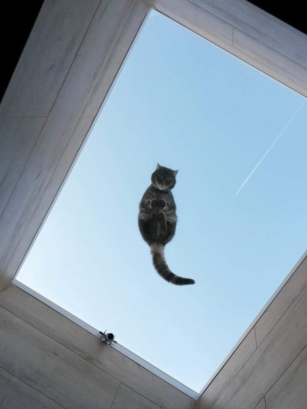 15. "Как это я попал на крышу?.." животные, коты, милота