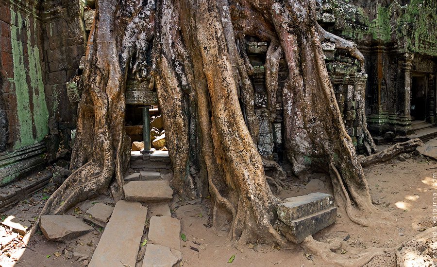 Камбоджийский храм Та Пром (Ta Prohm) и гигантские деревья можно, храмов, блоки, деревья, храма, несколько, когда, вековые, Ангкор, стенами, более, дерево, туристов, много, Тетрамелеса, корни, которую, будто, вросло, Ficus