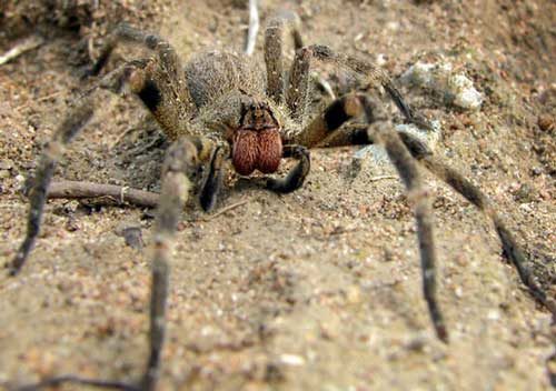 Какой паук самый ядовитый на Земле — фото и описание опаснейших видов пауков