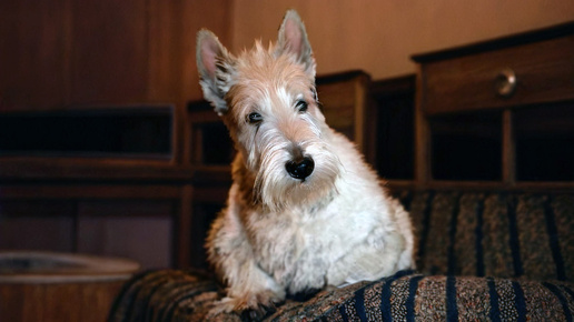 Как украсть щенка