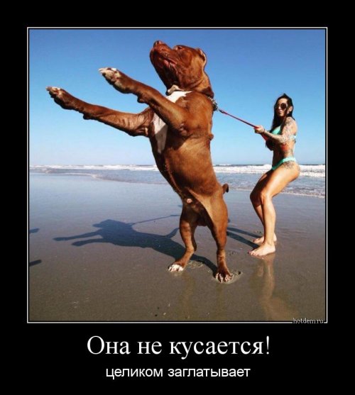 Прикольных демотиваторов пост Прикольных демотиваторов пост