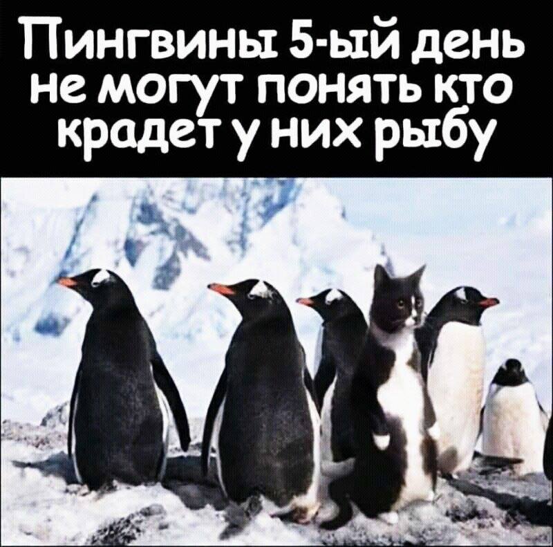 В отношениях всегда так: один любит, а другой всего лишь позволяет себя вычёсывать во время линьки анекдоты