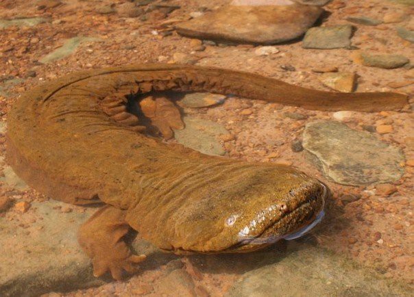Китайская гигантская саламандра животные, факты
