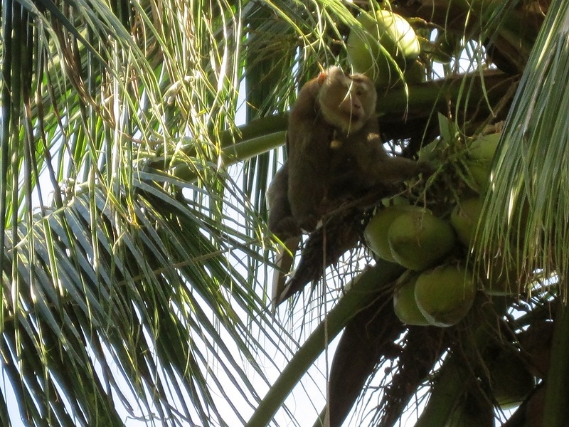 Обезьяны достают кокосы