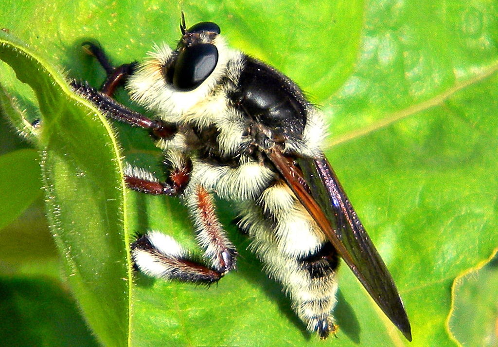 Florida_Bee_Killer_Mallophora_bomboides