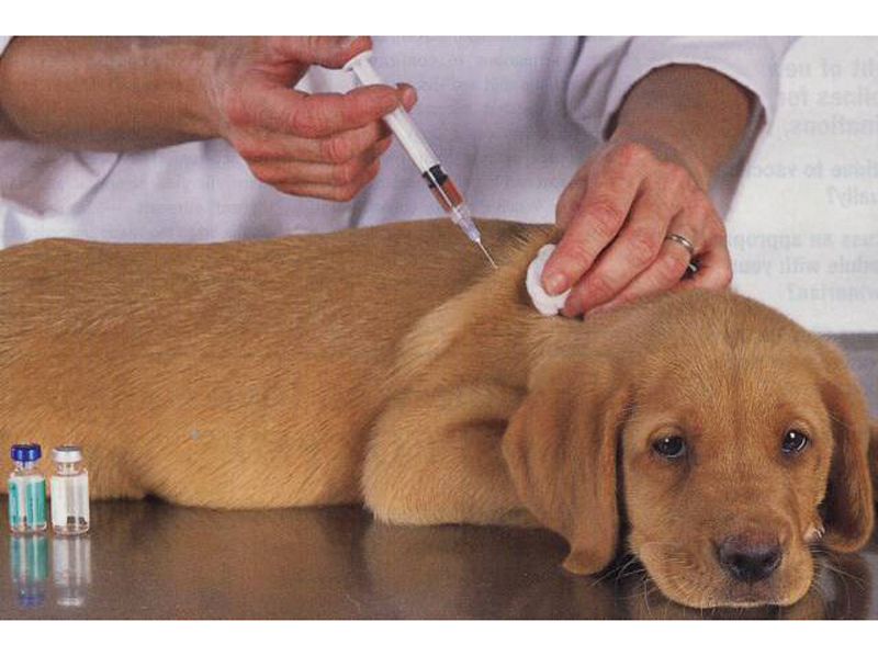 Севастополь — Балаклава: график проведения вакцинации против бешенства собак и кошек