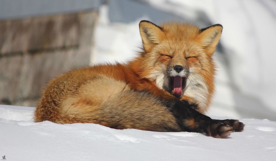 kartinki-pro-lisu-muzhikov