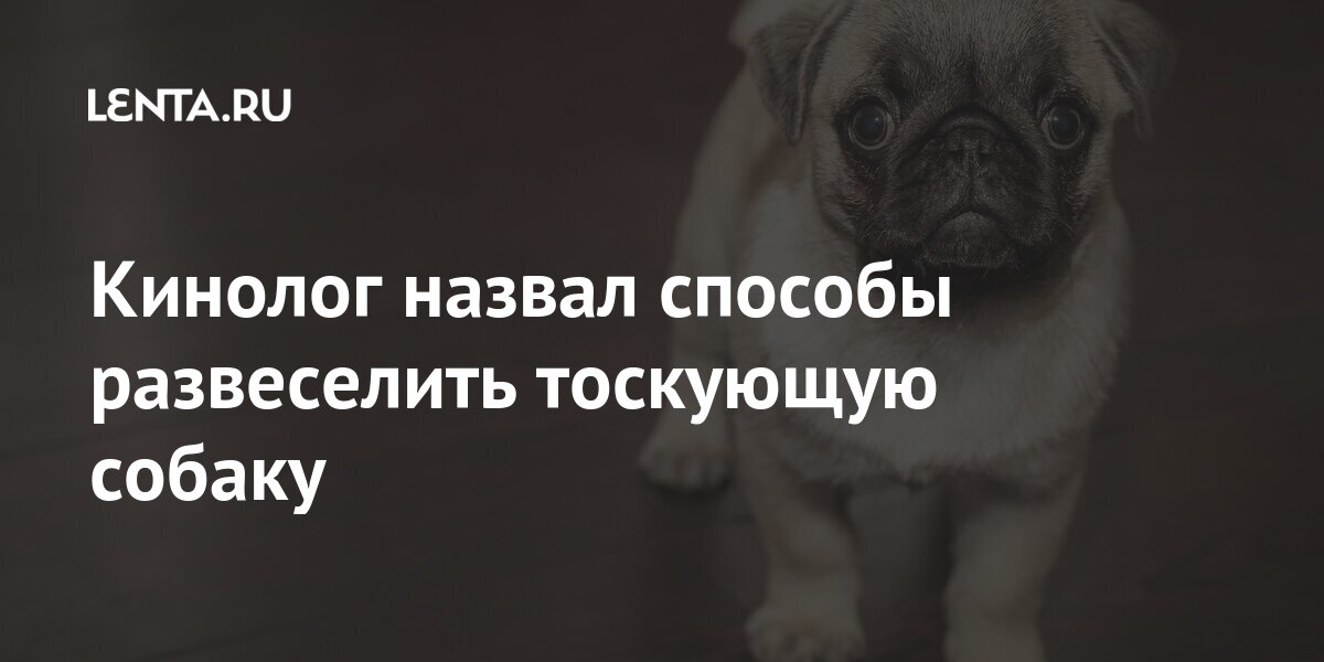 Кинолог назвал способы развеселить тоскующую собаку Из жизни