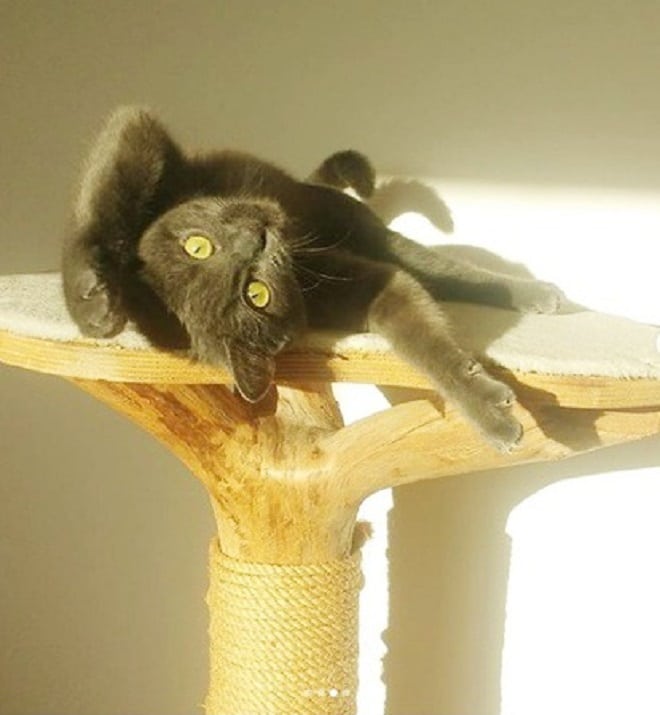 Кот поднял лапы