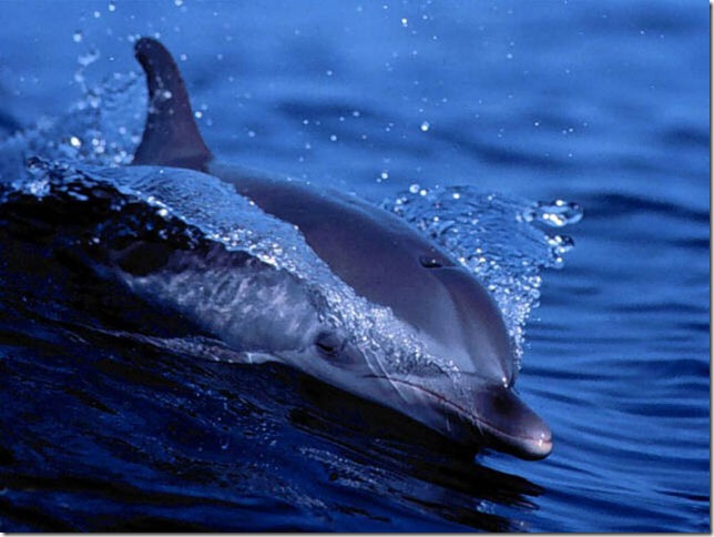 free_living_dolphins_screensaver-31993