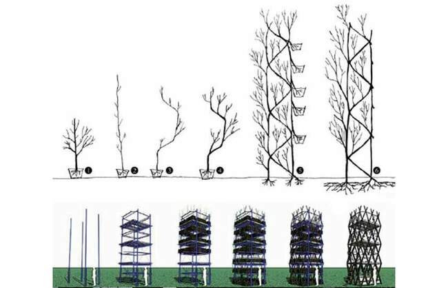 Арбоархитектура: как вырастить дом из саженца? деревья,дома,природа,экология