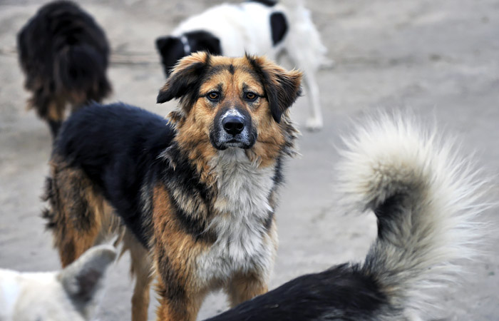 Из Думы отозвали законопроект о праве регионов на усыпление бездомных животных