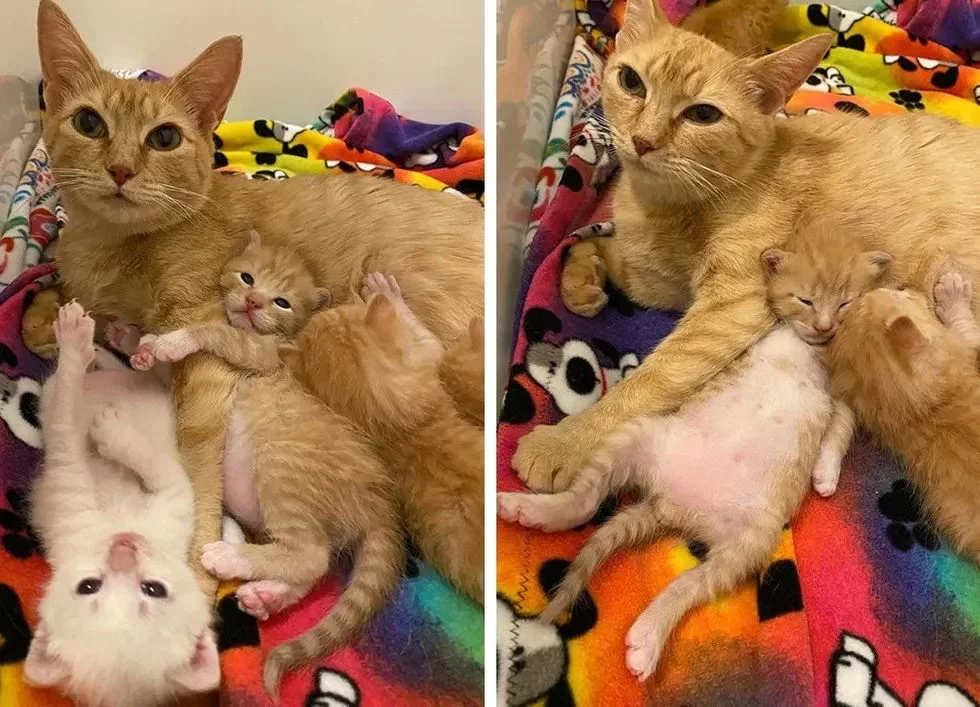 Без кота и жизнь не та