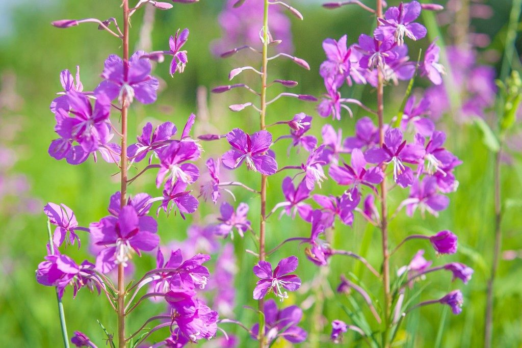 Луговые цветы с фиолетовыми цветами фото названия