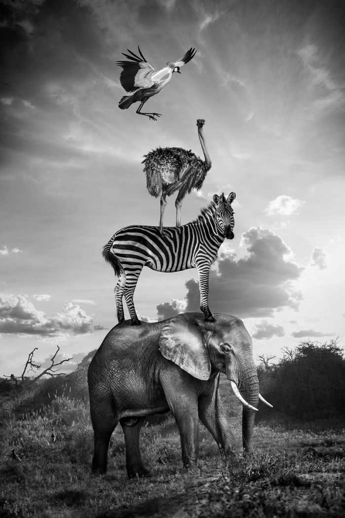 Photographer Shows The Funny Life Of Animals From Kenya